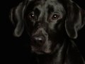 Labs009