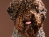 Lagotto001