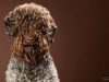 Lagotto002