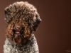 Lagotto003