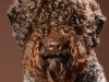 Lagotto005