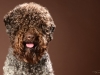 Lagotto006