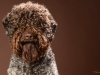 Lagotto007