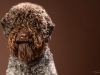 Lagotto008