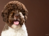 Lagotto009