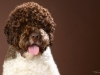 Lagotto010