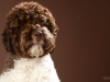 Lagotto011