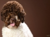 Lagotto012