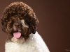 Lagotto013