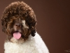 Lagotto014