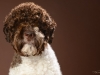 Lagotto015