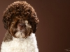 Lagotto016