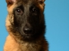 Macie004