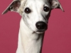 maddie001-jpg