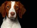 Maggie006