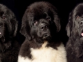 3 Newfies