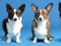 4 Corgis