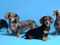 6 Dachshunds