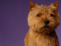 Norwich Terrier