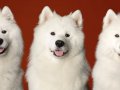 Samoyeds