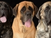 3 mastiffs2TN