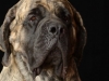 mastiffs001