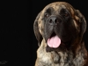 mastiffs002