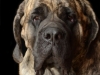 mastiffs003