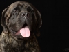 mastiffs004