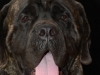 mastiffs005