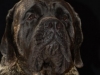 mastiffs006