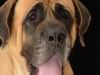 mastiffs010