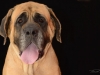 mastiffs011