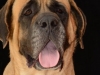 mastiffs012