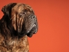 Mastiffs 013