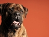 Mastiffs 022