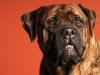 Mastiffs 030