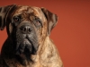 Mastiffs 032