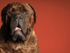 Mastiffs 044