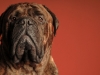 Mastiffs 047