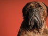 Mastiffs 048