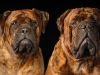 Mastiffs 153