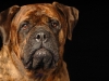 Mastiffs 153_3