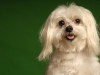 Zoey 008