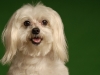 Zoey 009