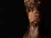 Maximus006