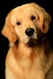 Bo004
