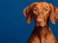 Medley005