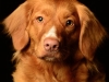 Nala005