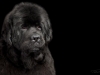 newfies002